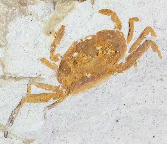 Fossil Pea Crab (Pinnixa) From California - Miocene #63729